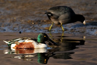 Northern Shoveler male flanked by American Coot