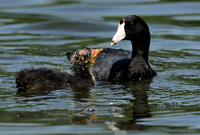 American Coot or Fulica americana     Chick & parent during feeding   III