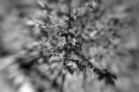 Leaves of a Weeping Willow in B&W