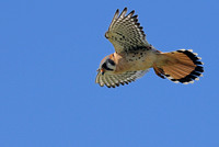 American Kestrel or Falco sparverius III