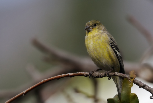 Female Lesser Goldfinch     or Carduelis psaltria