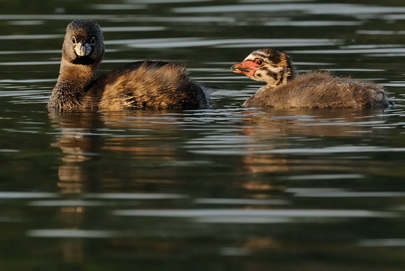 Pied-billed Grebe Mother (?) & Chick   III    or Podilymbus podiceps