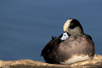 American Wigeon Male Resting in the Afternoon Sun or Anas americana