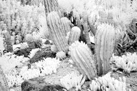 Cactus in the Desert Garden II