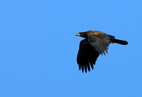 Juvenile Bald Eagle in Flight    or Haliaeetus leucocephalus
