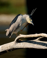 Black-crowned Night-Heron    or Nycticorax nycticorax  VII