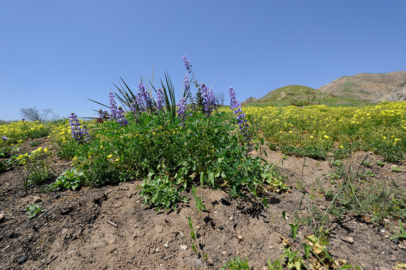 Lupines & Other Wildflowers in Bloom