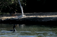 "Confused" Male Double-crested Cormorant & mate in the dark or Phalacrocorax auritus