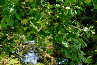 Female Ginkgo Tree with Fruit
