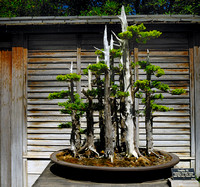 One of the Beautiful Bonzai Court at the Bonzai Garden part of the Japanese Garden at the Huntin