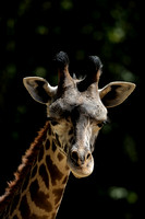 Masai Giraffe - juvenile