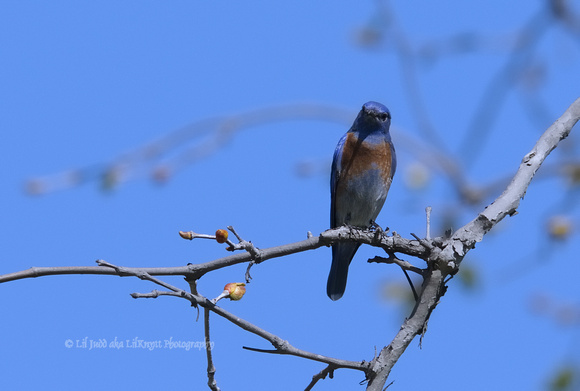 Western Bluebird    or Sialia mexicana