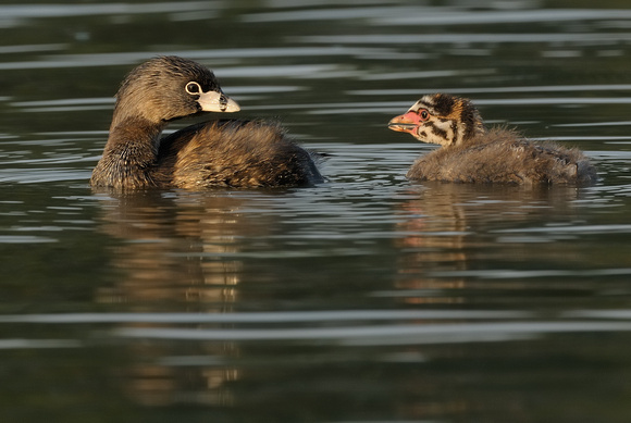 Pied-billed Grebe Mother (?) & Chick  II   or Podilymbus podiceps