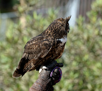 Great Horned Owl - Profile   II