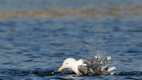 California Gull taking a bath