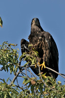 Juvenile Bald Eagle     or Haliaeetus leucocephalus