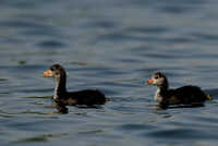 "The Old Men" American Coot or Fulica americana Chicks
