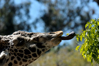 Naughty Mr. Masai Giraffe....  III