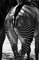 Zebra Patterns.......  B&W version
