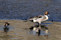Northern Pintail or Anas acuta male