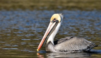 Non Breeding Brown Pelican in Malibu Lagoon Reserve