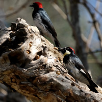 Acorn Woodpecker Male     or Melanerpes formicivorus