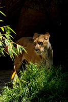 African Lion - female by the name of Cookie....