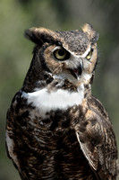 Great Horned Owl     IV