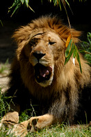 African Lion - male by the name of Lionel