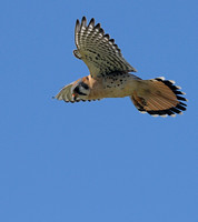American Kestrel or Falco sparverius  II
