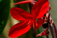 The Red Flower Again