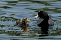 American Coot or Fulica americana     Chick & parent