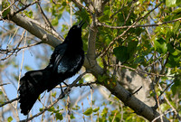 Male Great-tailed Grackle II  or Quiscalus mexicanus