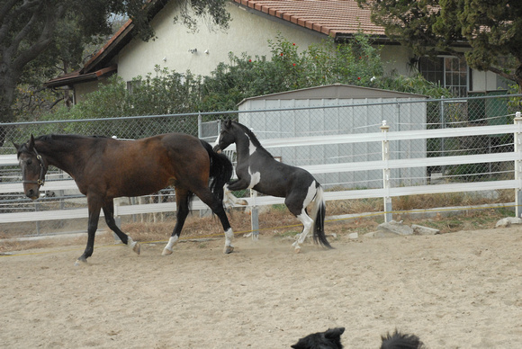 How to make the camera look bad! Unsolicited FREE play of our horses & dog in the arena.....