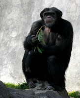 Chimpanzee "The Old Man"