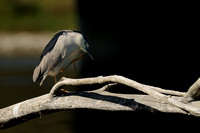 Black-crowned Night-Heron    or Nycticorax nycticorax  X