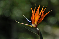 Bird of Paradise with Visitor....  II
