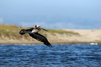 Brown Pelican    or  Pelecanus occidentalis