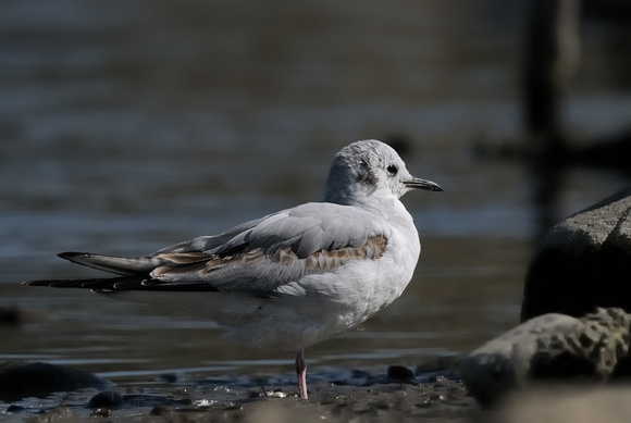 Bonaparte's Gull   or Larus philadelphia   in what I believe to be Immature 1st winter plumage
