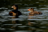 Pied-billed Grebe Mother (?) & Chick    or Podilymbus podiceps