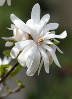 Magnolia stellata  or 'Royal star' Magnolia I