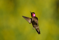 Anna's Hummingbird    or Calypte anna       VII