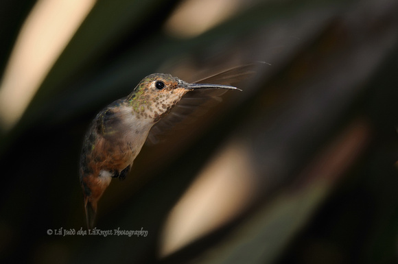 Rufous Hummingbird Adult Female   or Selasphorus rufus