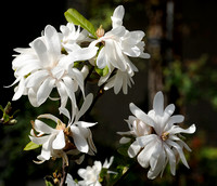Magnolia stellata or 'Royal star' Magnolia II