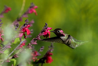 Anna's Hummingbird    or Calypte anna     II