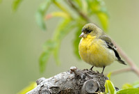 45% crop male Lesser Goldfinch     or Carduelis psaltria