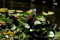 "What Was That?"    Adult Green Heron XIII or Butorides virescens