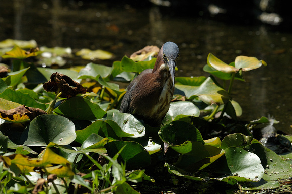 "What Was That?"    Adult Green Heron XIII or Butorides virescens