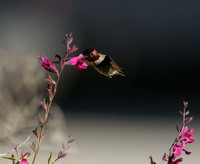 Anna's Hummingbird    or Calypte anna