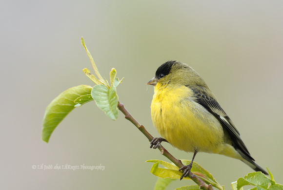 50% crop Male Lesser Goldfinch     or Carduelis psaltria